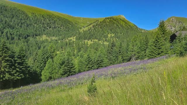 sommerfotosfalkertseetoplagekaufenkitzimmo-2