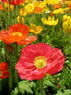 Flower5