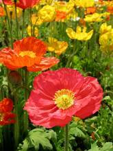 Flower5