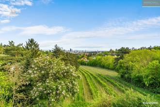 Wienblick / Weingarten